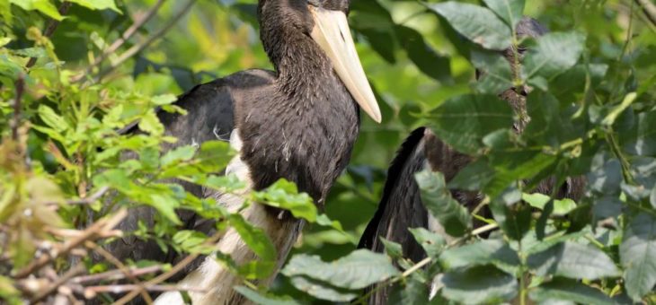 Hellabrunn züchtet erfolgreich Schwarzstorch-Nachwuchs