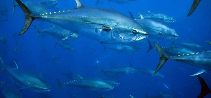 Bedeutender Moment für den Blauflossenthunfisch im Ostatlantik (Roter Thun) – erste Fischerei bald mit MSC-Zertifikat