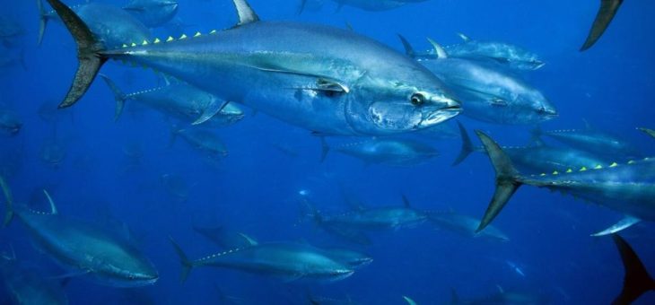 Bedeutender Moment für den Blauflossenthunfisch im Ostatlantik (Roter Thun) – erste Fischerei bald mit MSC-Zertifikat