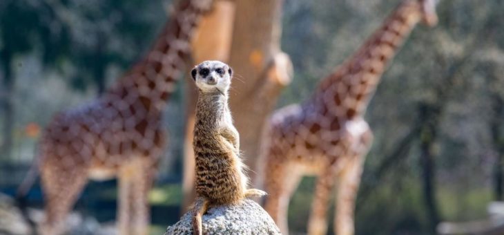 Hellabrunn darf die Besucherzahlen erhöhen