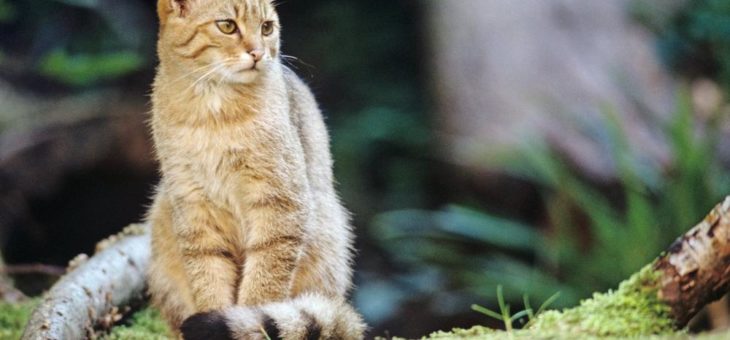 Leipzigs wilde Katzen: Der BUND Sachsen lädt zum Weltkatzentag in die Auwaldstation Leipzig ein