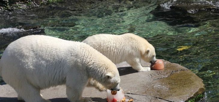 Eisbär-Jungtier Nana eiskalt erfrischt