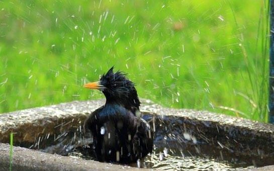 Bei Hitze und Trockenheit auch an Pflanzen und Tiere denken