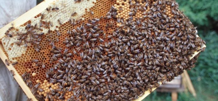 Forschungsaufruf: Honigbienen-Vielfalt wird erstmals deutschlandweit untersucht