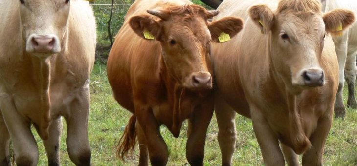 Kulinarische Glanrindertage