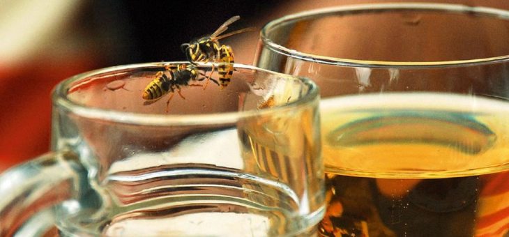 Wespen- und Bienenstiche: Tipps für erste Sofortmaßnahmen