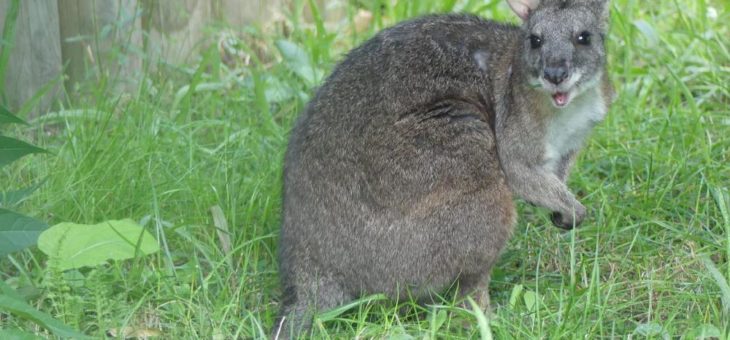 Neu im Zoo: Parmakängurus