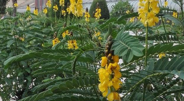 Der Blühkalender des Botanischen Gartens im September: Die geflügelte Senna