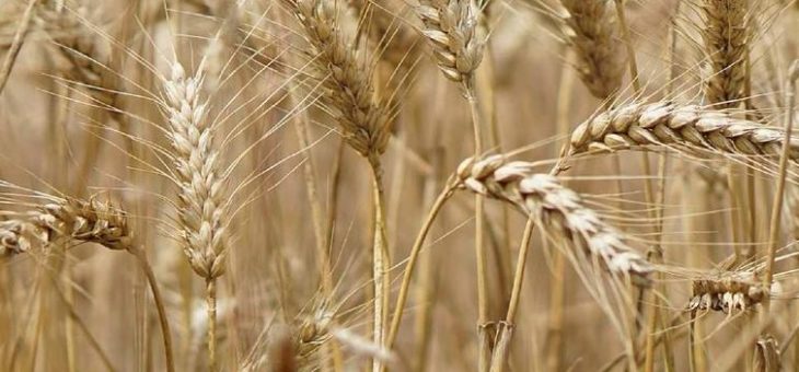 Coronavirus: Versorgung mit landwirtschaftlichen Produkten gesichert