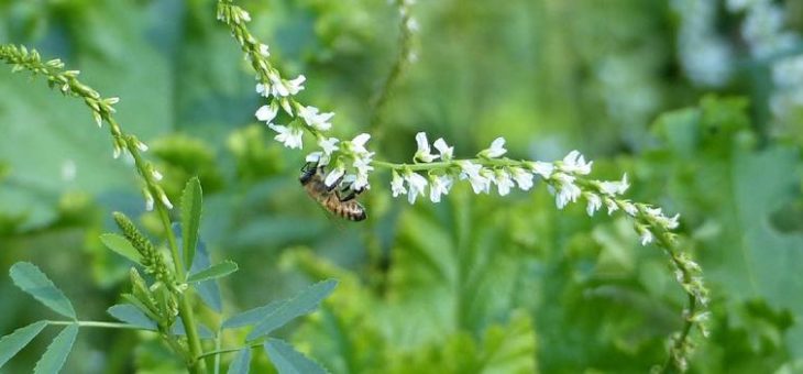 Runder Tisch Insektenschutz