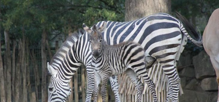 Liebenswert: Lucifer und Lilly