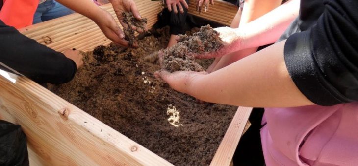 13 Berliner Grundschulen errichten Wildbienenbuffets