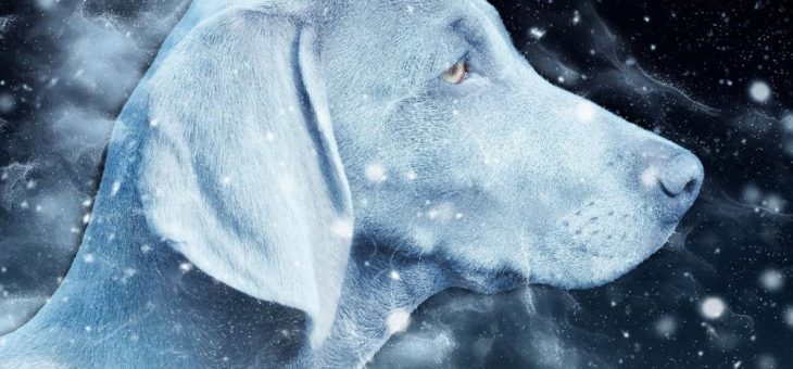 Geheimtip: So finden Sie Begriffe auf -ar für „domain hacks“ mit ar-Domains