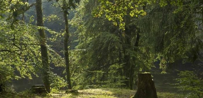 Neun Fotografen drei Tage im Wald
