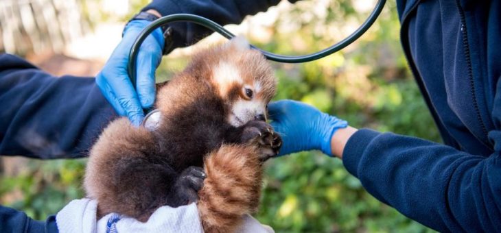 Es ist ein Junge: Rote Pandas in Hellabrunn haben erneut Nachwuchs!