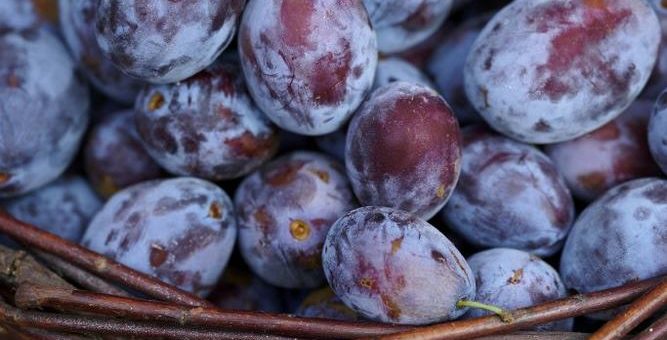 „Wie schmeckt die  Südpfalz?“ – Leckeres rund um Quetsche und Mirabelle