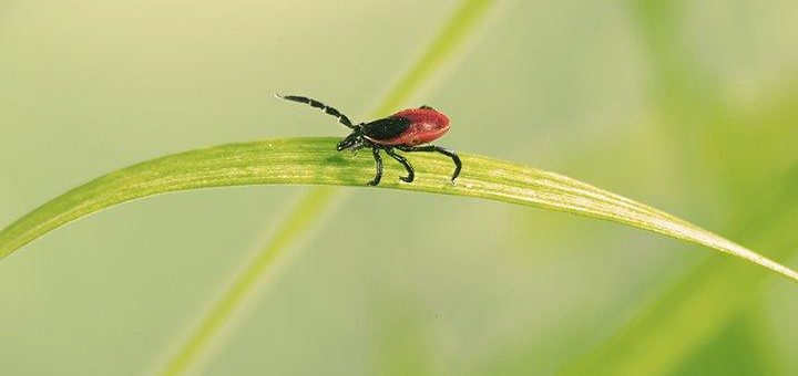 Jetzt schon an FSME-Vorsorge denken!