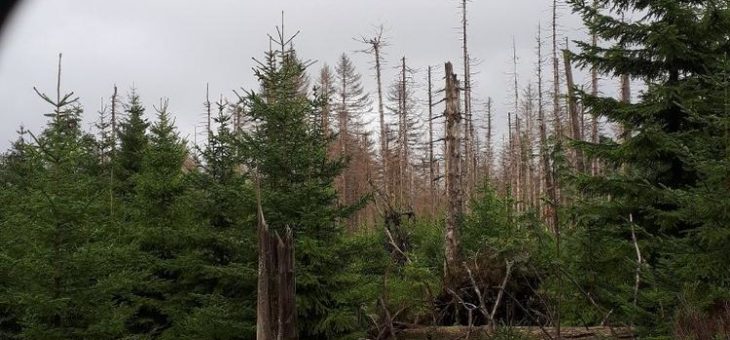 Neue Fotospots im Harz zeigen zukünftig die Waldentwicklung im Zeitraffer