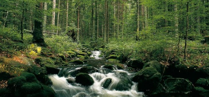 Das Grüne Band Europa: Naturschutz verbindet Nachbarn