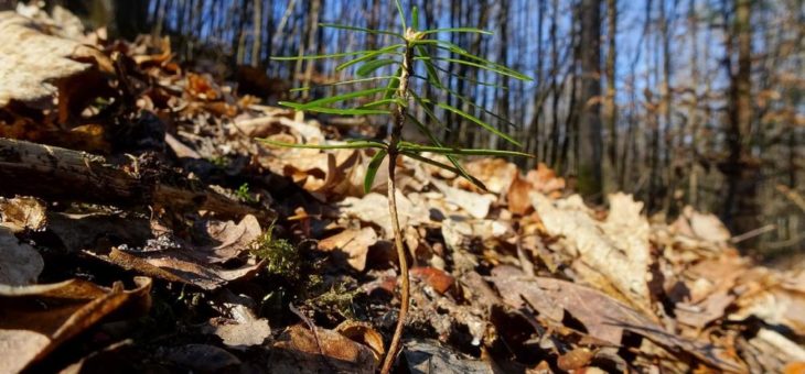 Urwald und Tannen im Pfälzerwald