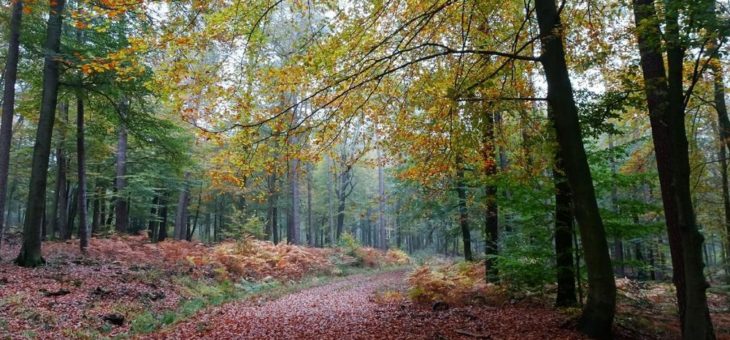 Wild und nachhaltig