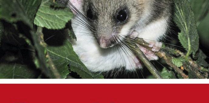 Neue Rote Liste der Säugetiere: Von der Alpenspitzmaus bis zum Zwergwal