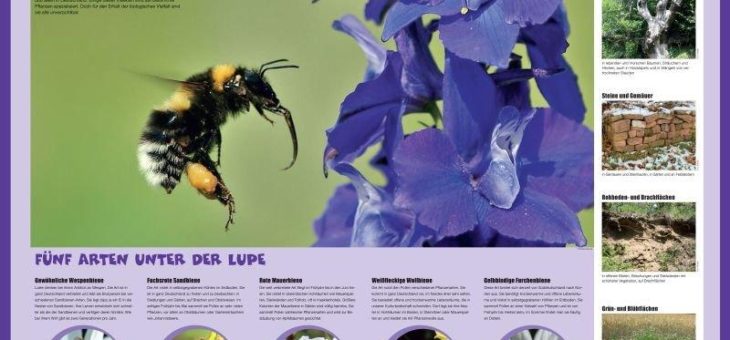 Vom Weltbienentag zum Tag der biologischen Vielfalt