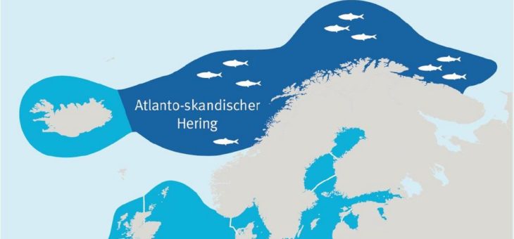 Atlanto-skandischer Hering, Makrele, Blauer Wittling:  Die Nachhaltigkeit der Bestände steht auf dem Spiel