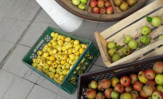 Museumsschiffer holten Äpfel in Glücksburg ab