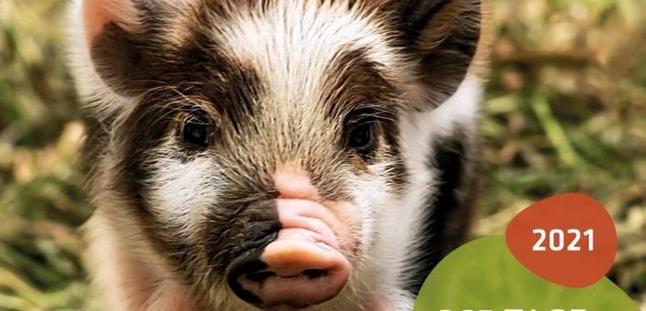 Die Vielfalt der Hellabrunner Tierwelt für zu Hause: Der neue Tierpark-Kalender ist da