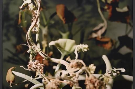 Joachim Koester – The way out is the way in