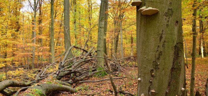 Veranstaltung „Herbstzauber im Hainich“ fällt coronabedingt aus