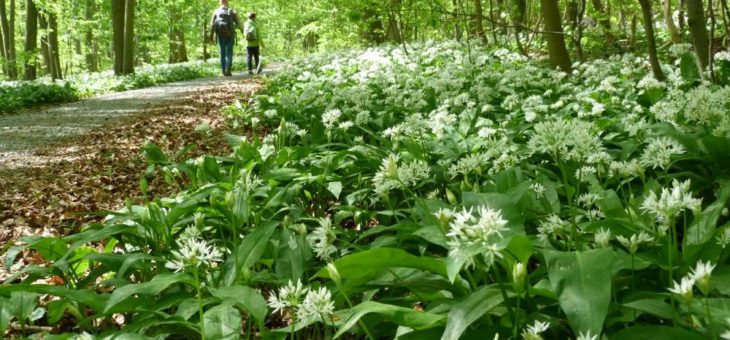 Der Bärlauch steht im Nationalpark Hainich in voller Blüte