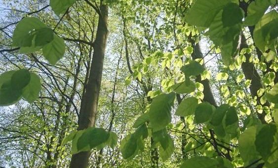 Frühling im Nationalpark Hainich