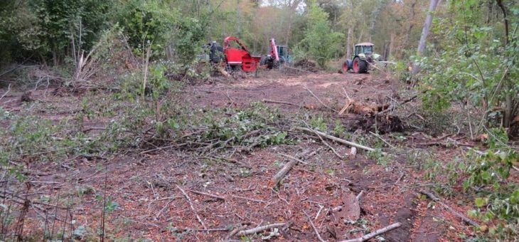 Erfolg für den Naturschutz: Rechtswidriger Holzeinschlag gestoppt