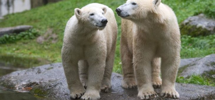 Giovanna, Nookie und Nuna: Die neue Eisbären-Weibchen-Gruppe in Hellabrunn
