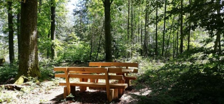 Zum Schutz der natürlichen Nacht im Pfälzerwald