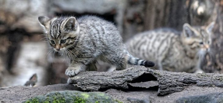 Dreifacher Wildkatzennachwuchs im Tierpark Nordhorn