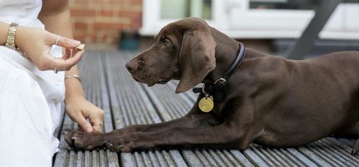 Statista-Studie: Deutsche Hunde von Übergewicht gefährdet!