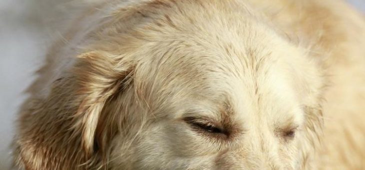 Emotionen bei Hunden sehen lernen