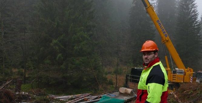 Ernte der XXL – Fichten beginnt