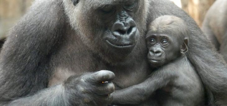 Nachwuchs bei den Westlichen Flachlandgorillas