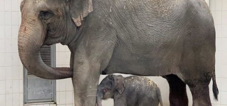 Große Freude in Hellabrunn – Elefantendame Temi ist erneut Mutter