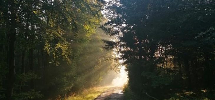 Leben atmen – Waldbaden als Medizin