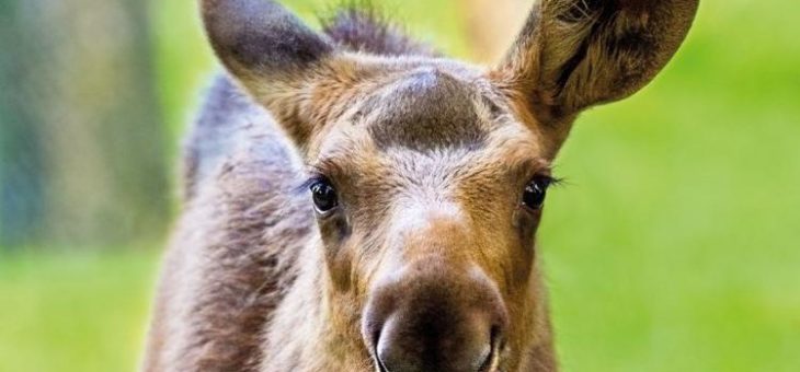 Hellabrunner Tierparkkalender 2021 exklusiv bei Hugendubel erhältlich