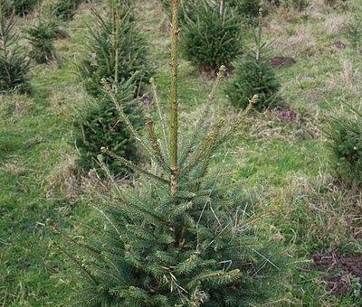 Weihnachtsbäume aus dem Rheinland: Kauf startet immer früher