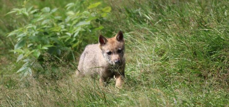Wolfspopulation in Westpolen trotz Wachstum noch nicht sicher