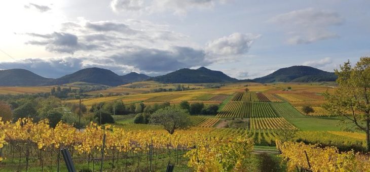 2020 – ein nahezu perfekter Weinjahrgang in Menge und Qualität