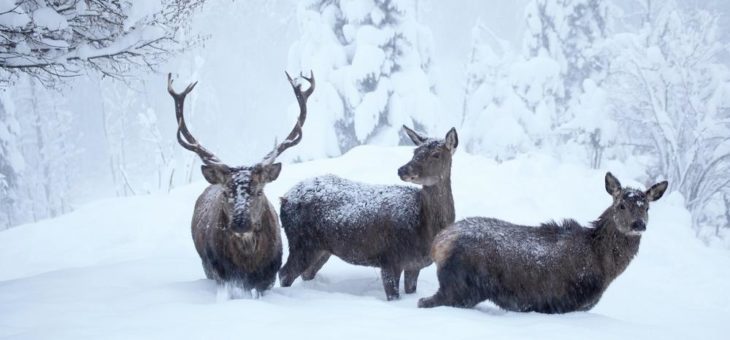 Auch Wildtiere habe ein Zuhause und Rücksicht verdient