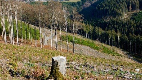 Umweltministerium NRW reagiert auf Buchen-Großkahlschlag im Hochsauerland und kündigt Verfahren gegen den Waldbesitzer an